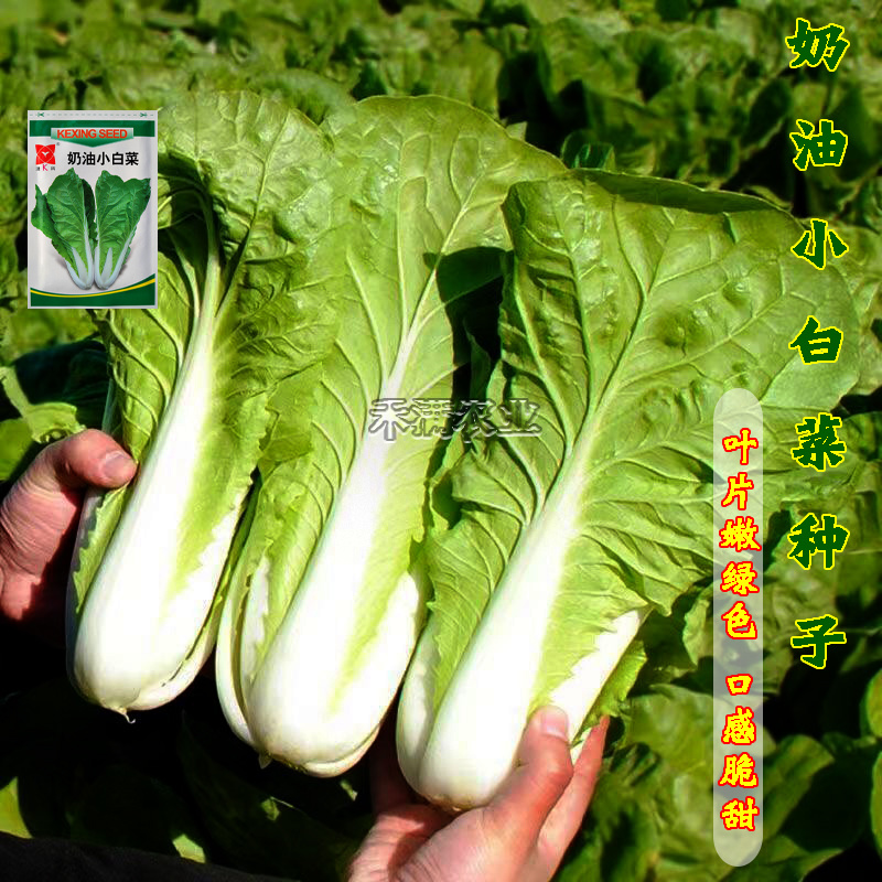 奶油小白菜种子小青菜种籽快菜种子阳台庭院大田四季蔬菜种孑