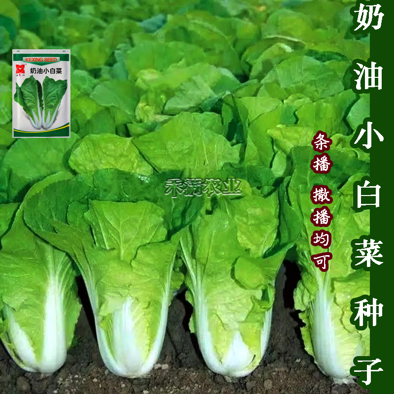 奶油小白菜种子小青菜种籽快菜种子阳台庭院大田四季蔬菜种孑