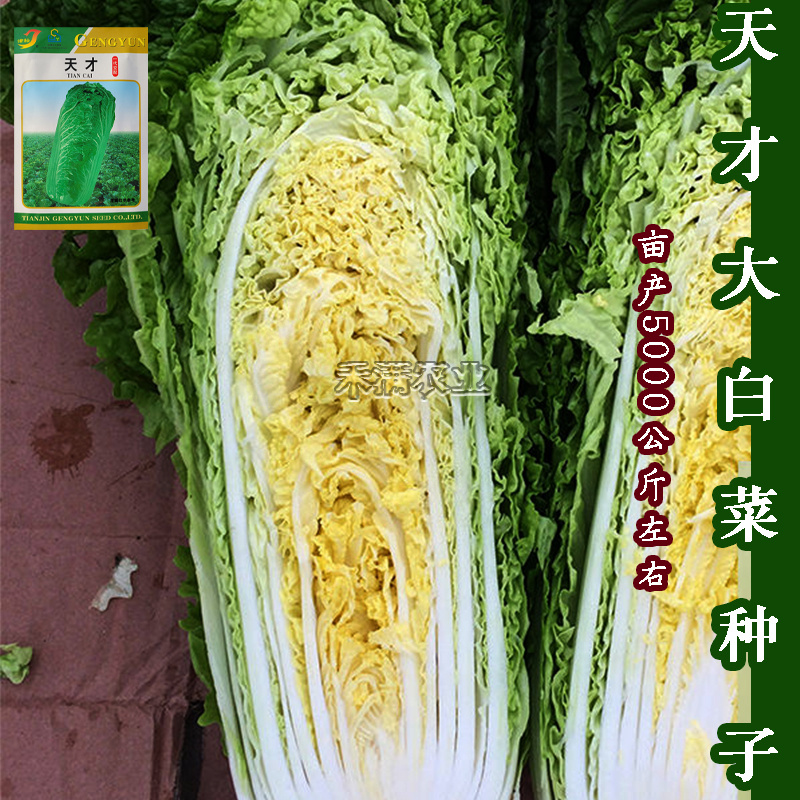 天津大青麻叶种子绿白菜种籽高个竹筒白菜种籽四季蔬菜种孑易