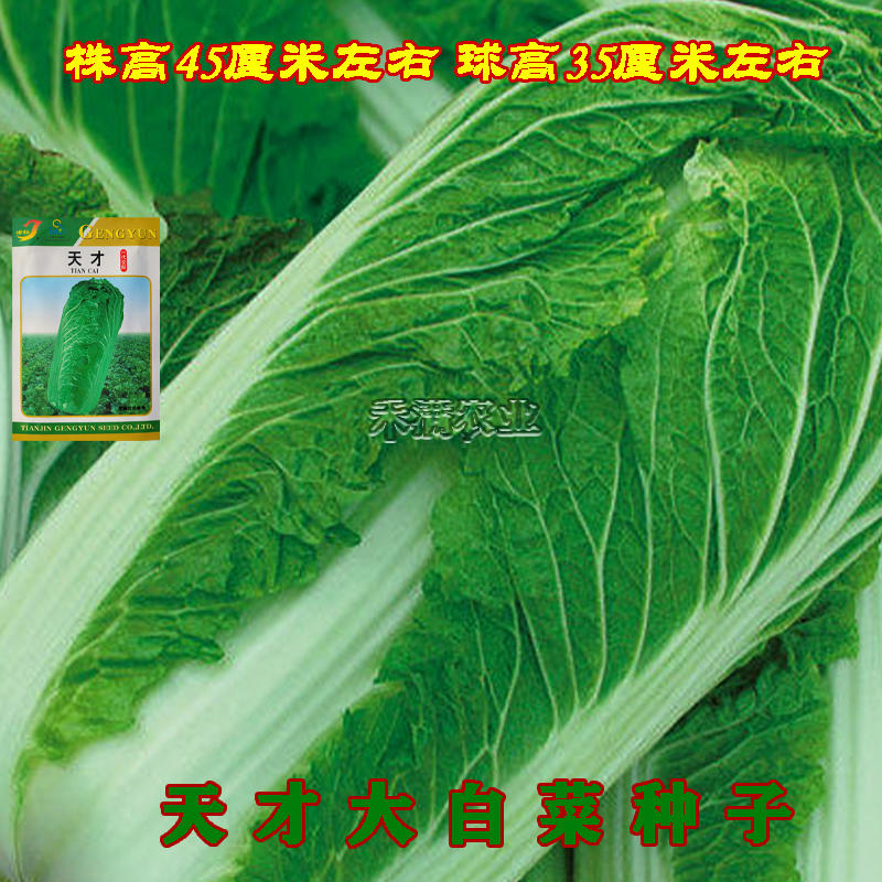 天津大青麻叶种子绿白菜种籽高个竹筒白菜种籽四季蔬菜种孑易