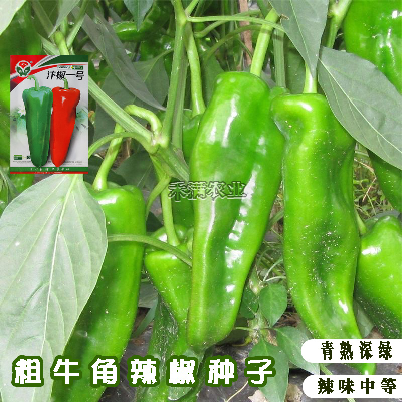 汴椒一号种籽牛角椒种子早熟辣椒高产抗病四季蔬菜大田种孑