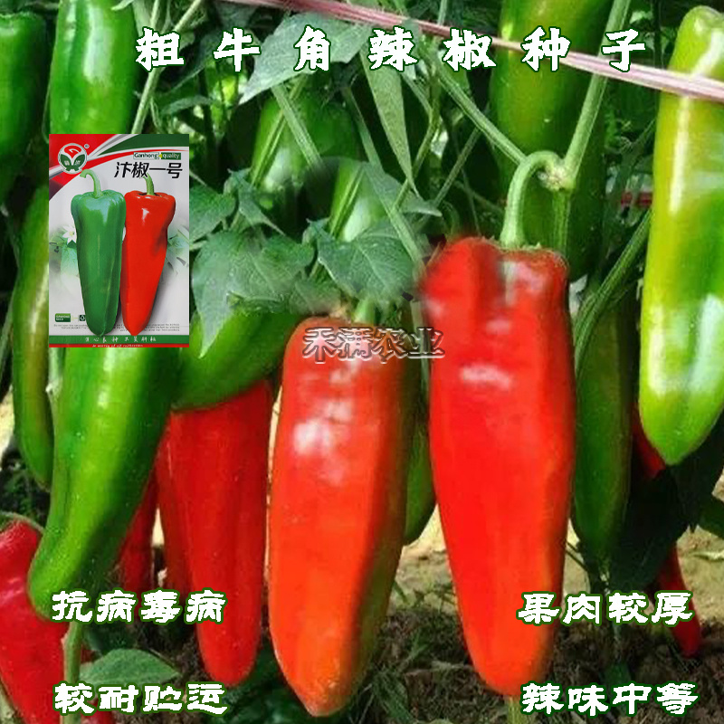 汴椒一号种籽牛角椒种子早熟辣椒高产抗病四季蔬菜大田种孑