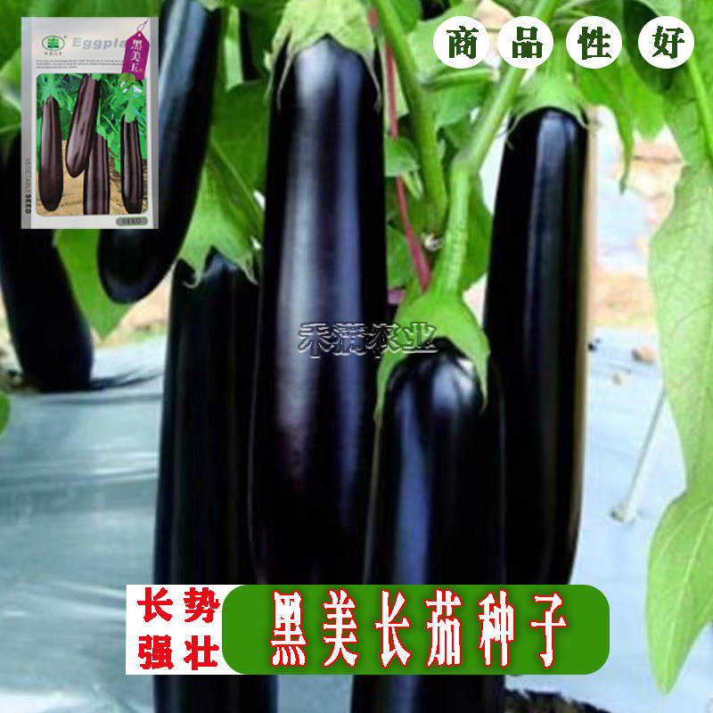 黑美玉茄子种子紫黑茄子种籽亩产万斤茄子四季蔬菜大田种孑