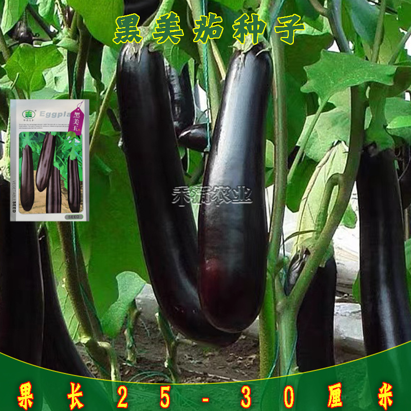 黑美玉茄子种子紫黑茄子种籽亩产万斤茄子四季蔬菜大田种孑