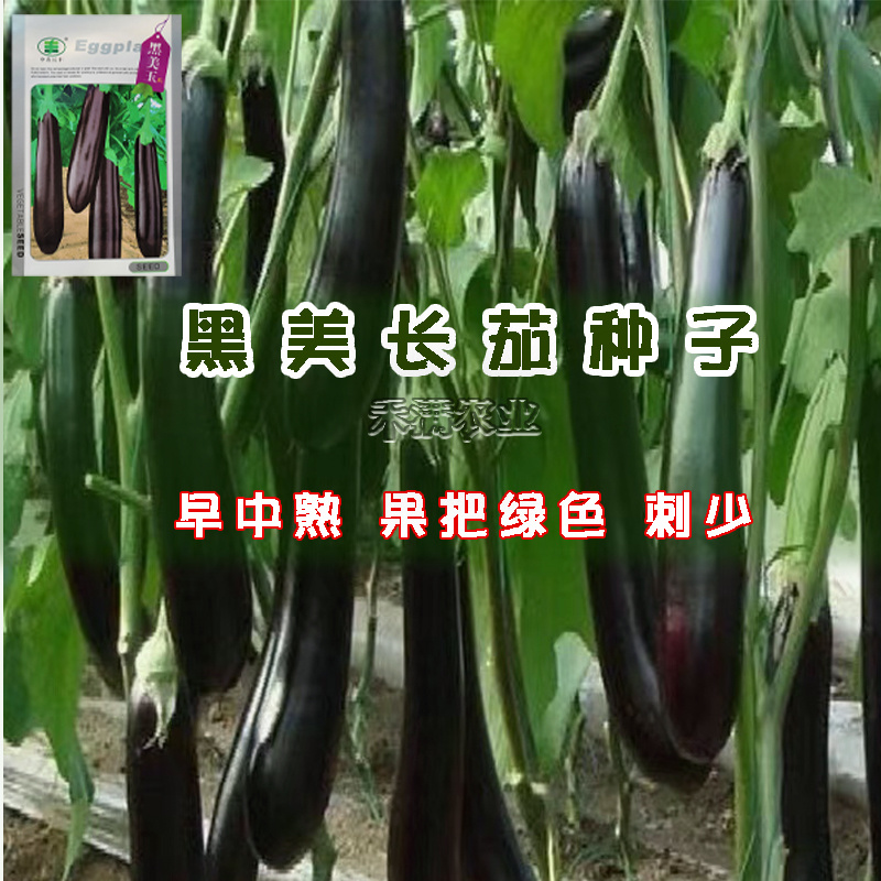 黑美玉茄子种子紫黑茄子种籽亩产万斤茄子四季蔬菜大田种孑