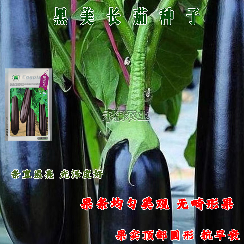 黑美玉茄子种子紫黑茄子种籽亩产万斤茄子四季蔬菜大田种孑