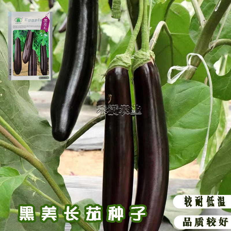 黑美玉茄子种子紫黑茄子种籽亩产万斤茄子四季蔬菜大田种孑