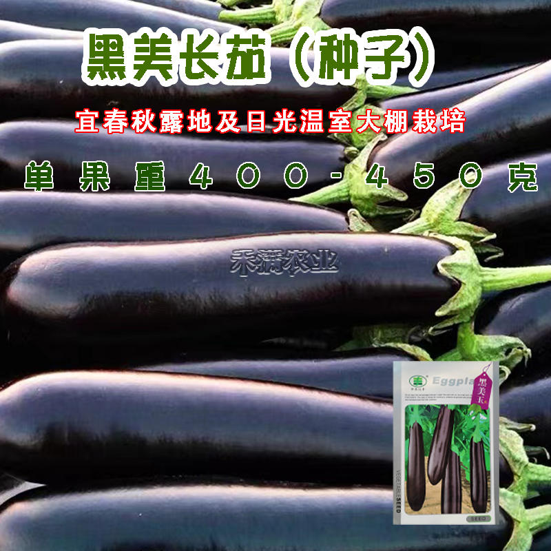 黑美玉茄子种子紫黑茄子种籽亩产万斤茄子四季蔬菜大田种孑