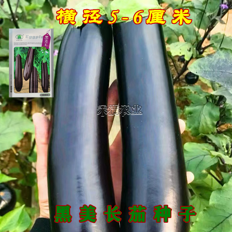 黑美玉茄子种子紫黑茄子种籽亩产万斤茄子四季蔬菜大田种孑