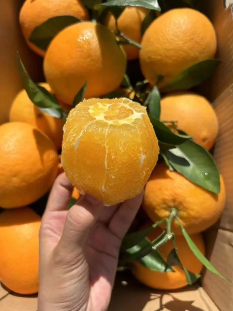【精品】正宗赣南脐橙新鲜赣州橙子产地直发量大从优