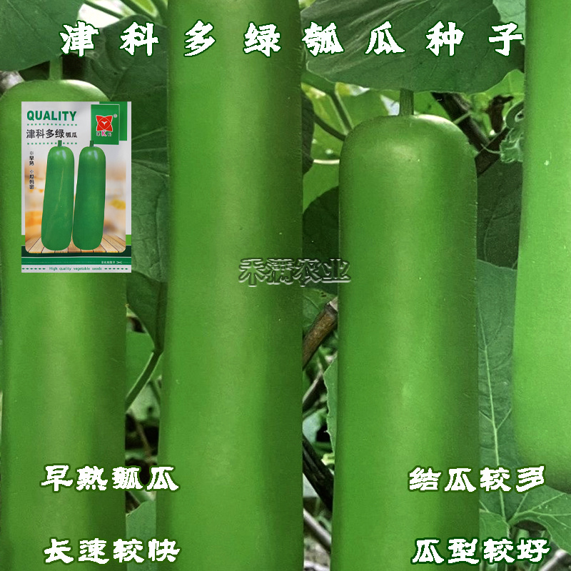 津科多绿瓠瓜种子春栽早熟亮绿瓠瓜籽肉厚香浓高产四季蔬菜