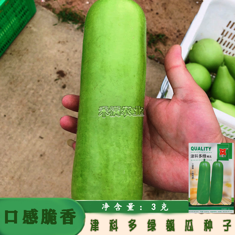 津科多绿瓠瓜种子春栽早熟亮绿瓠瓜籽肉厚香浓高产四季蔬菜