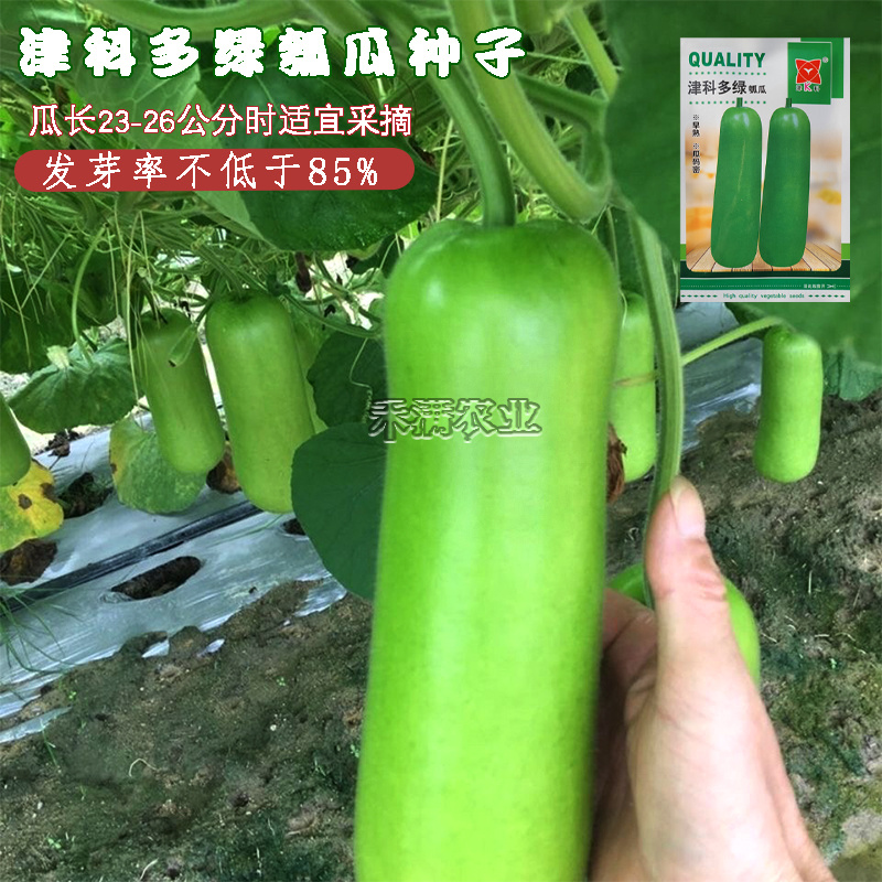 津科多绿瓠瓜种子春栽早熟亮绿瓠瓜籽肉厚香浓高产四季蔬菜
