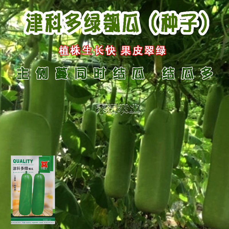 津科多绿瓠瓜种子春栽早熟亮绿瓠瓜籽肉厚香浓高产四季蔬菜