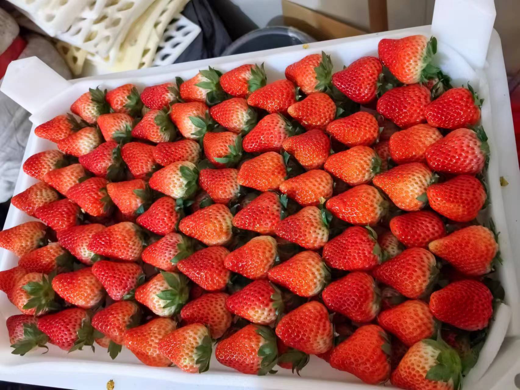 展示红颜草莓成熟植株与饱满果实的细节,突显其果形美观和色泽诱人 红颜草莓植株与果实特写