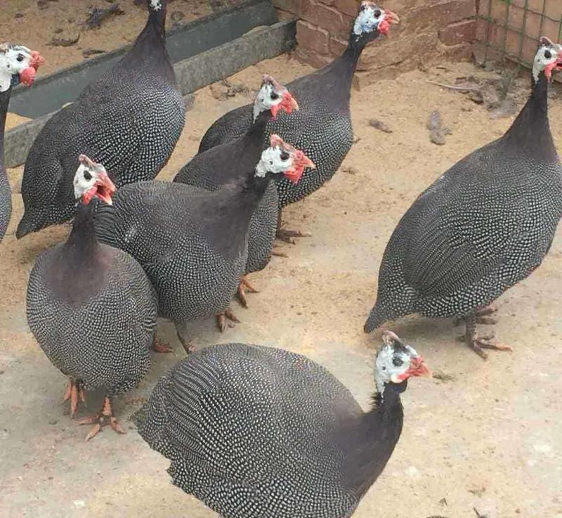 珍珠鸡汕尾养殖基地珍珠鸡，肉质细嫩，欢迎大家选购