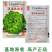 特色蔬菜籽意大利紫叶生菜种子美国速生结球生菜种籽四季种植
