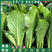 绿梗王小白菜种子基地用速生耐寒面耐热高产菜籽四季种植蔬菜