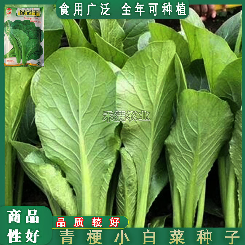 绿梗王小白菜种子基地用速生耐寒面耐热高产菜籽四季种植蔬菜