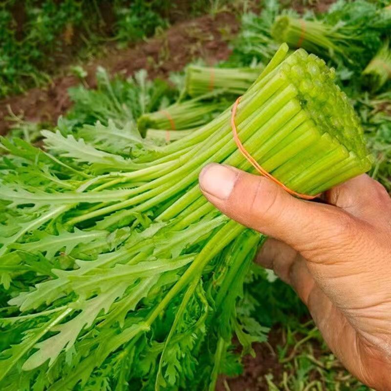 【精品】茼蒿河北大量现货供应量大价优欢迎全国老板来电咨询
