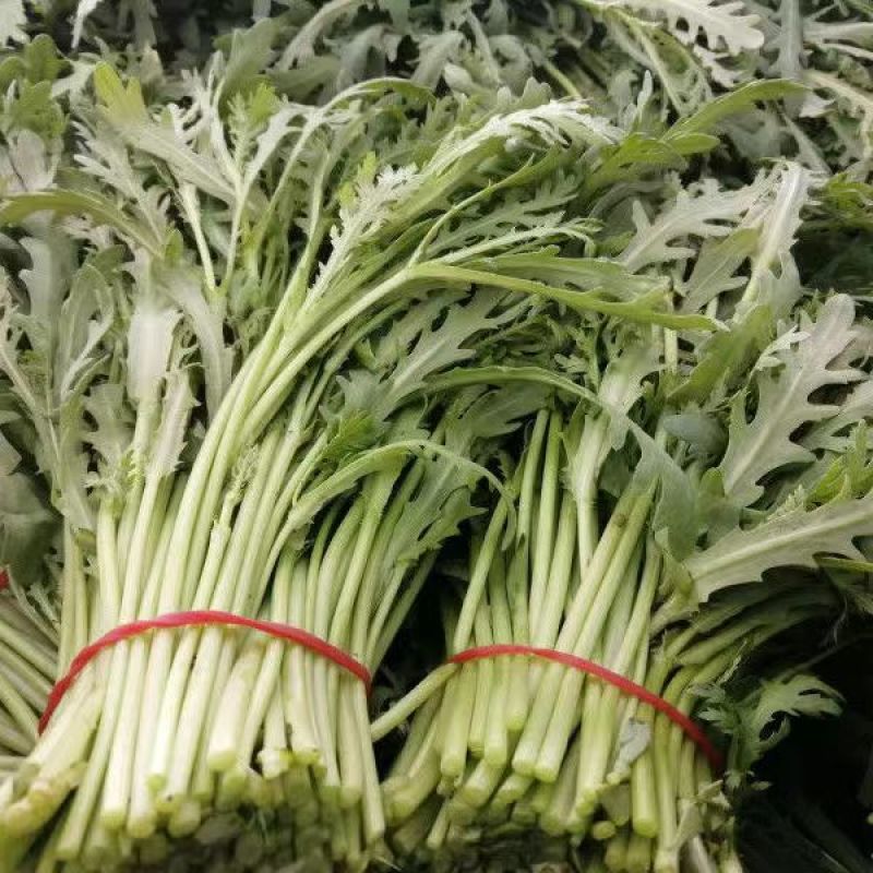 【精品】茼蒿河北大量现货供应量大价优欢迎全国老板来电咨询