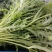 【精品】茼蒿河北大量现货供应量大价优欢迎全国老板来电咨询