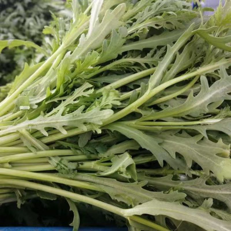 【精品】茼蒿河北大量现货供应量大价优欢迎全国老板来电咨询