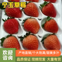 精选江苏宁玉草莓提供人工包装分拣对接电商团购