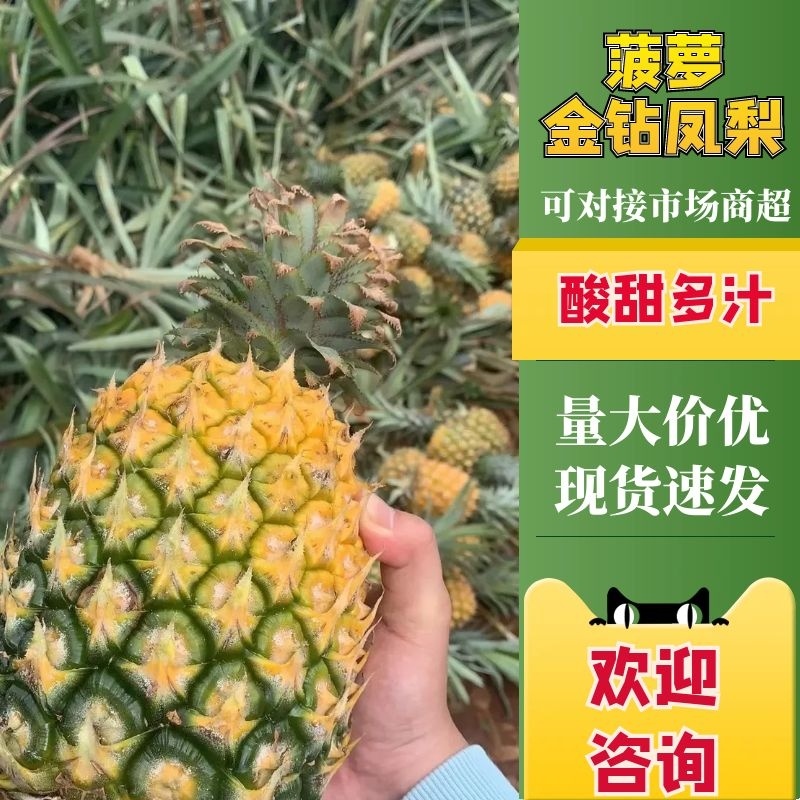 （精品推荐）广东徐闻菠萝，饱满多汁，质量保证，欢迎各位，