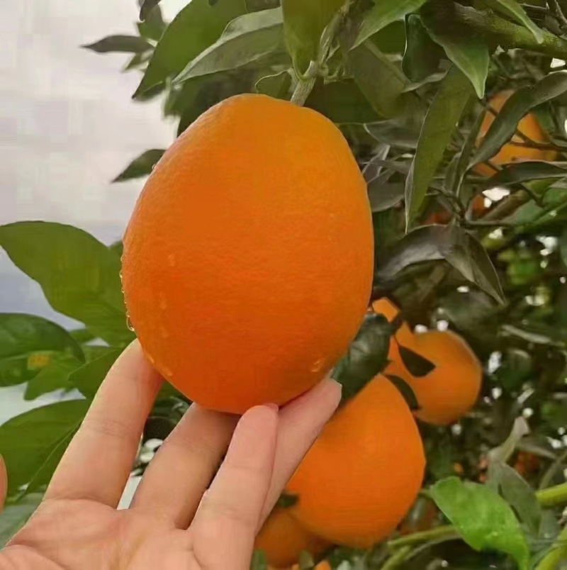 长虹脐橙果皮光滑果肉脆嫩化渣量大从优欢迎电话联系