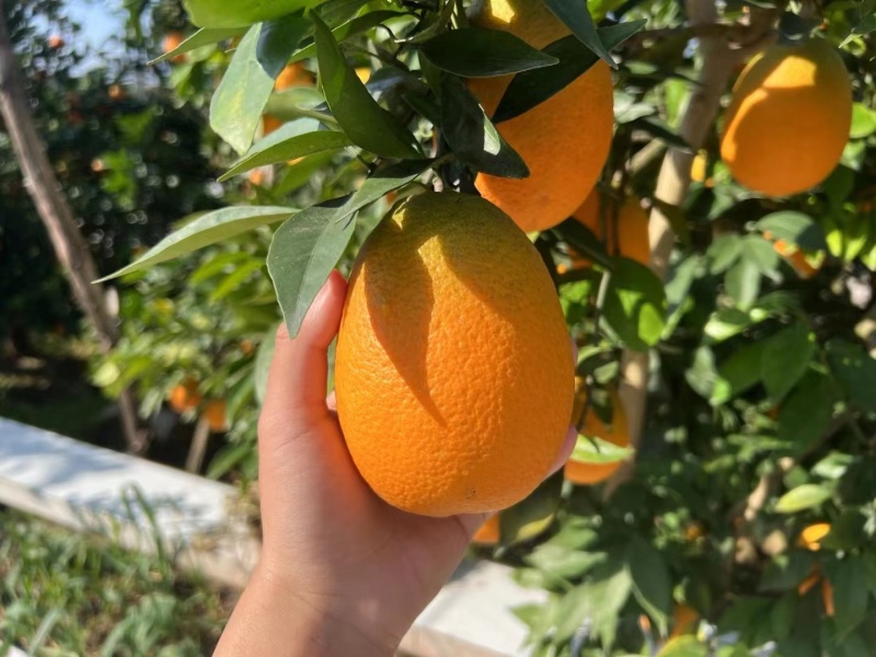 【推荐】长虹脐橙量大从优大量现货欢迎电话联系