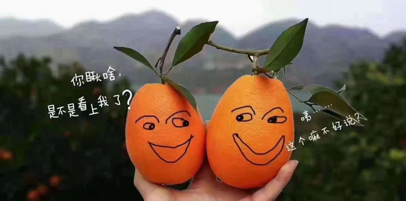 【推荐】长虹脐橙量大从优大量现货欢迎电话联系