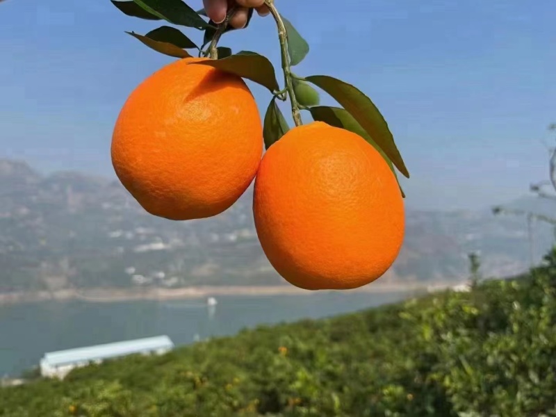 纽荷尔脐橙果皮光滑果肉脆嫩化渣大量现货欢迎电话