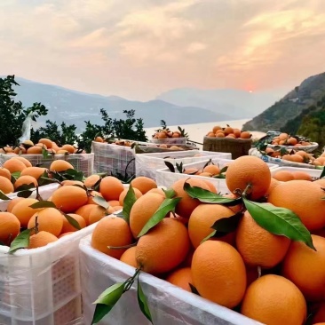 【推荐】橙子大量上市现货现发量大从优欢迎电话联系