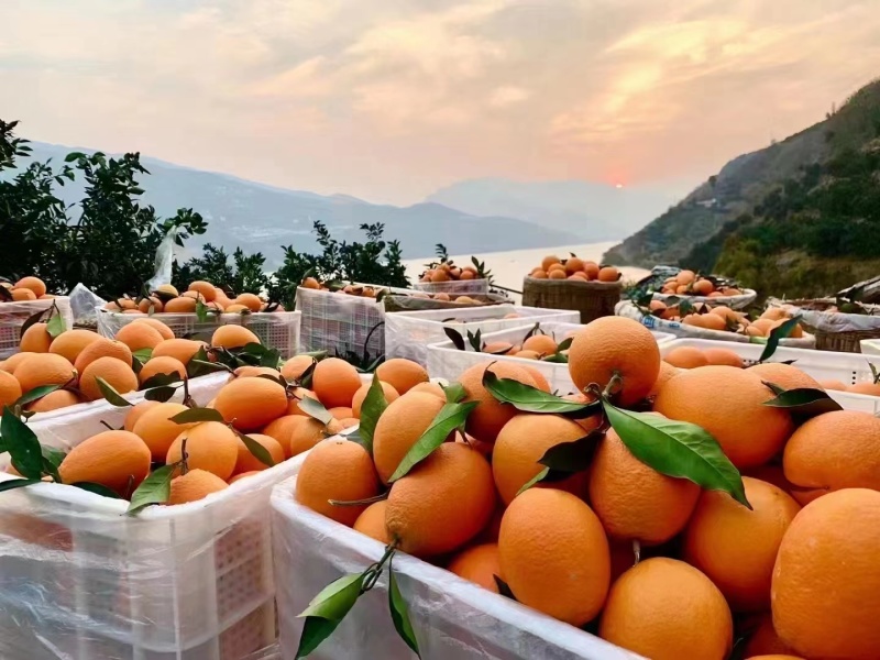 【推荐】橙子大量上市现货现发量大从优欢迎电话联系