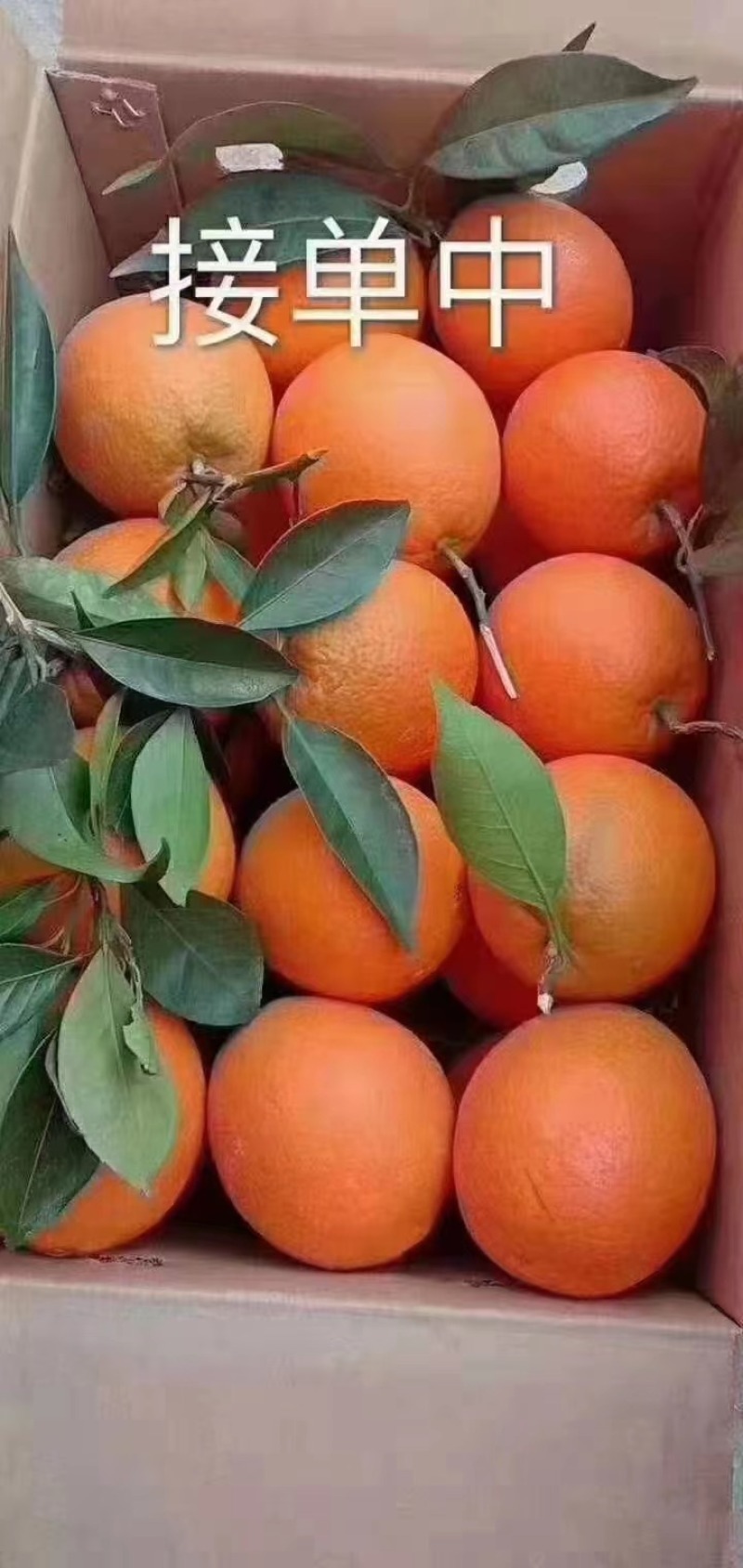 【推荐】橙子大量上市现货现发量大从优欢迎电话联系