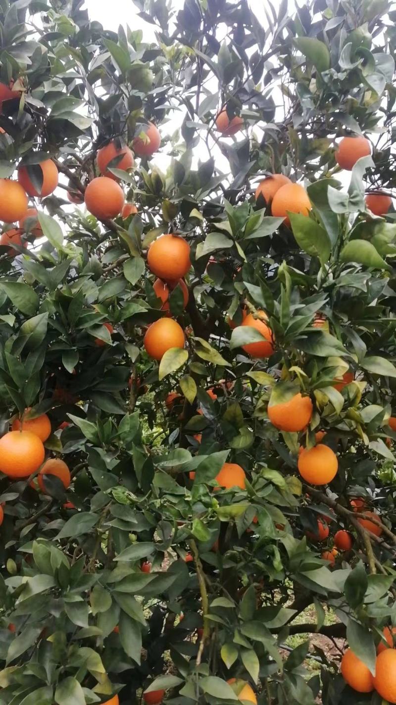 【推荐】橙子大量上市现货现发量大从优欢迎电话联系