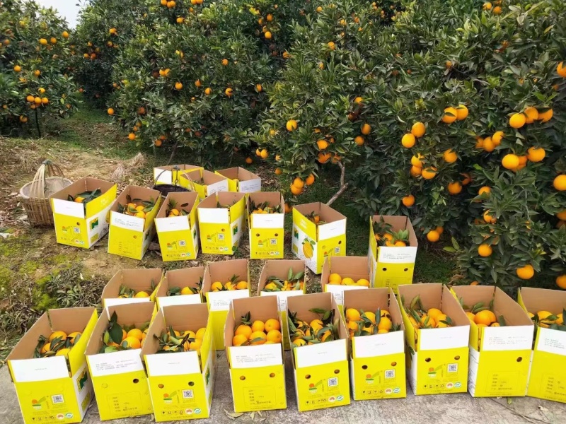 【推荐】橙子大量上市现货现发量大从优欢迎电话联系