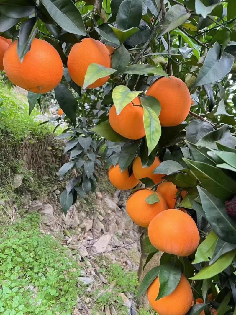 【推荐】橙子大量上市现货现发量大从优欢迎电话联系