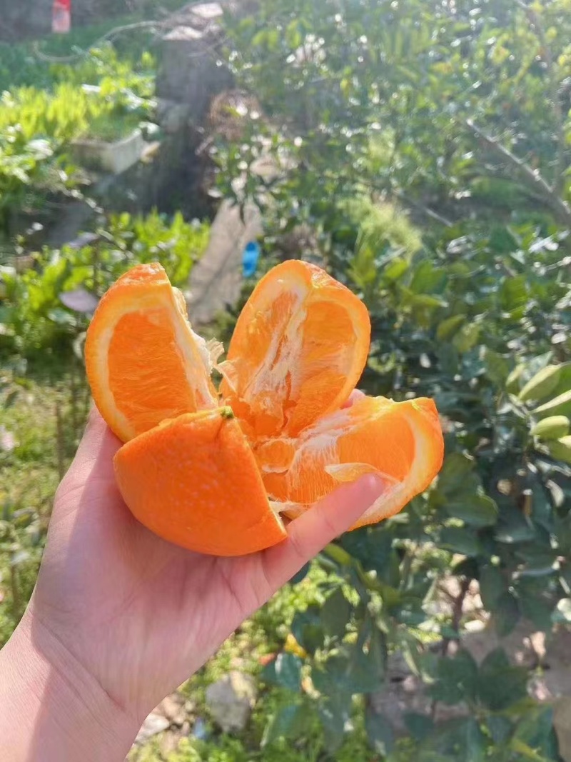 【推荐】橙子大量上市现货现发量大从优欢迎电话联系