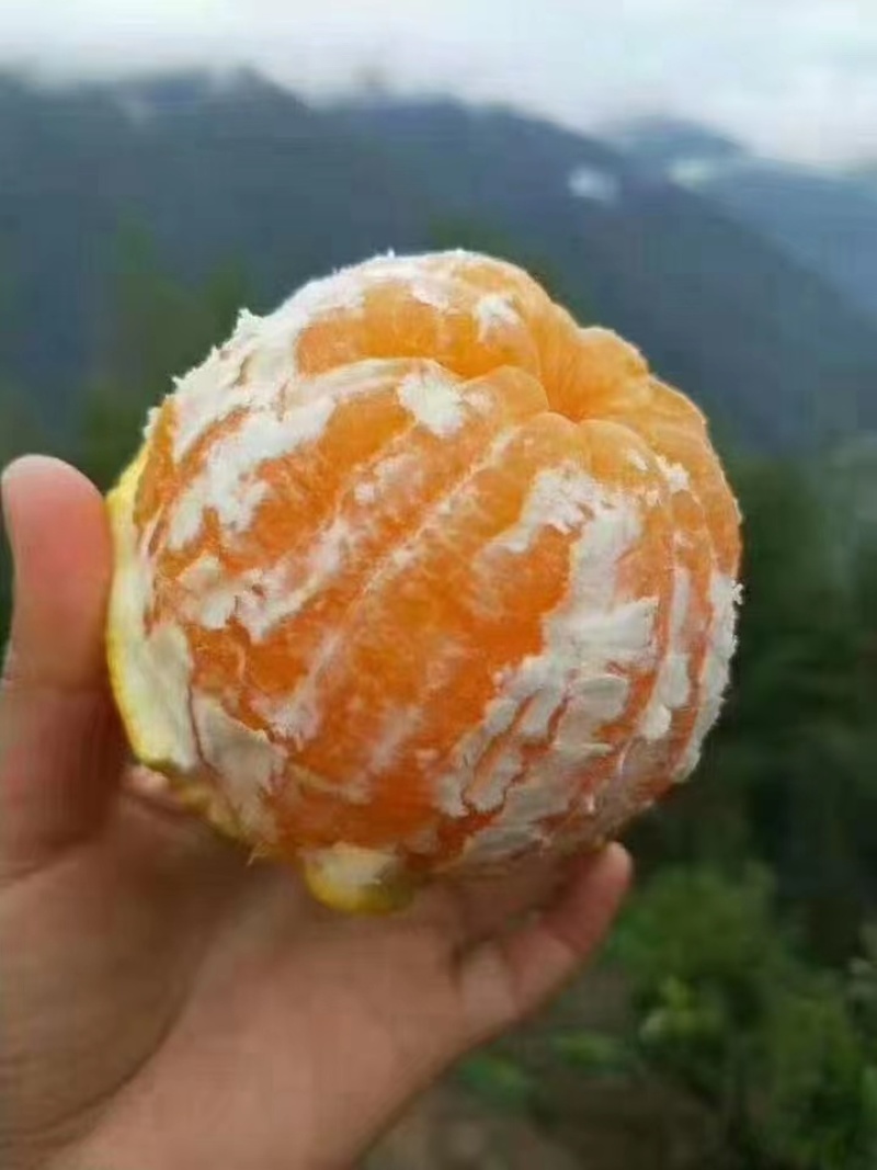 橙子香甜汁多大量供应可以对接商超欢迎电话联系