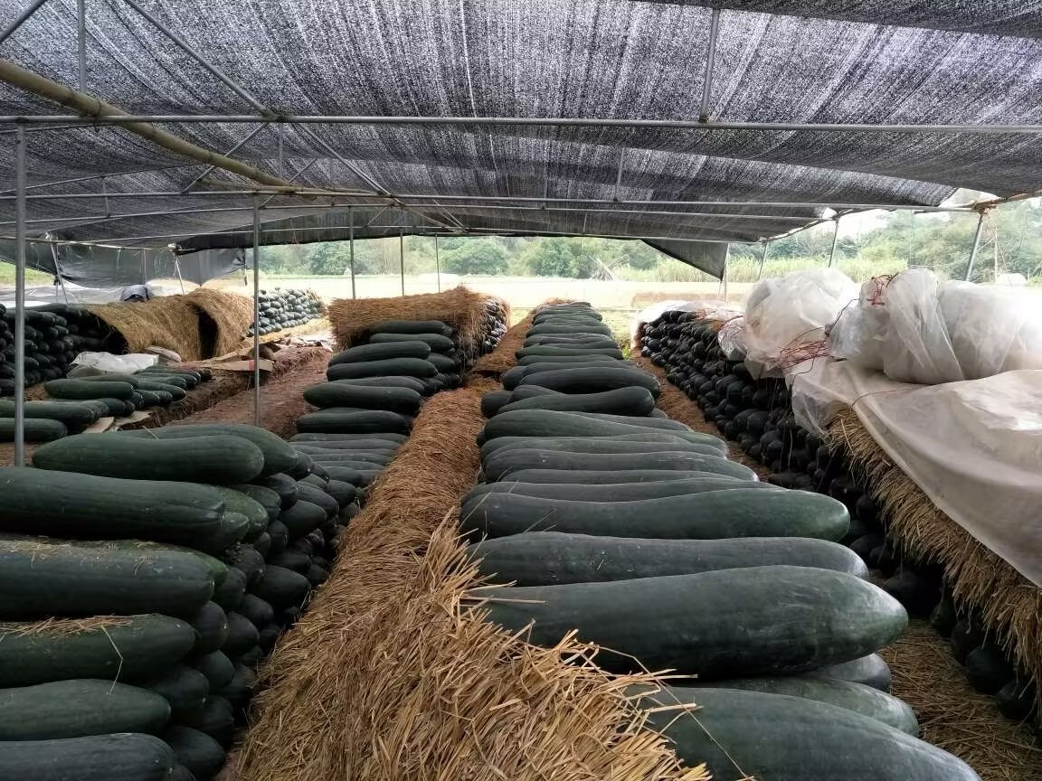 冬瓜田间管理,包括灌溉、除草、施肥等综合防控措施 冬瓜种植田间管理场景