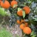 橙子香甜汁多大量供应可以对接商超欢迎电话联系