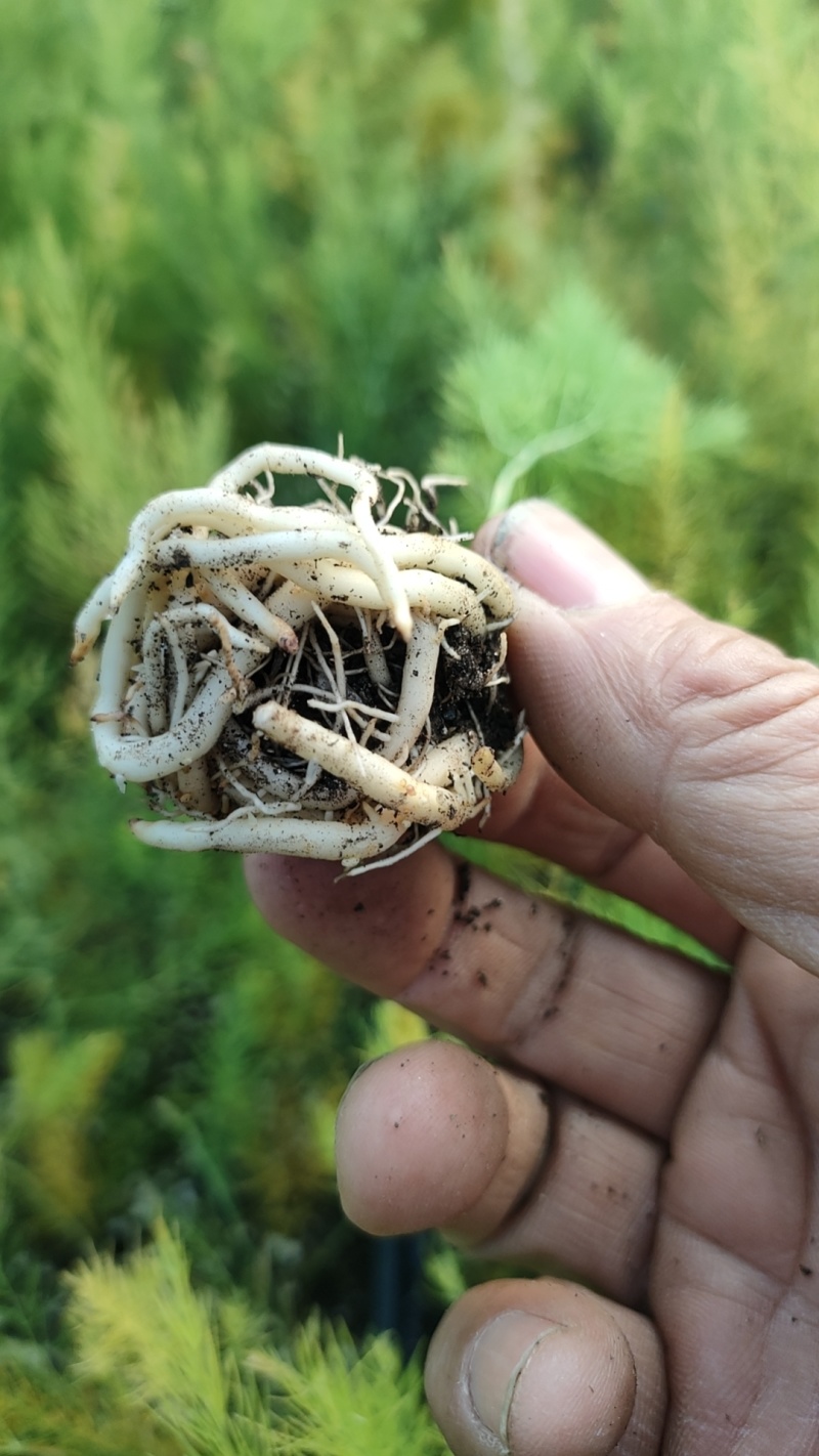 精品芦笋苗基地直发根系发达成活率高品种优质欢迎电联