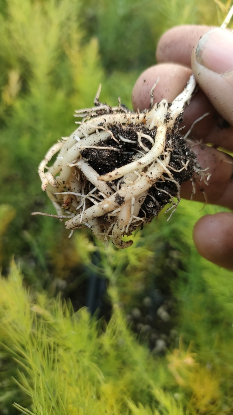 精品芦笋苗基地直发根系发达成活率高品种优质欢迎电联