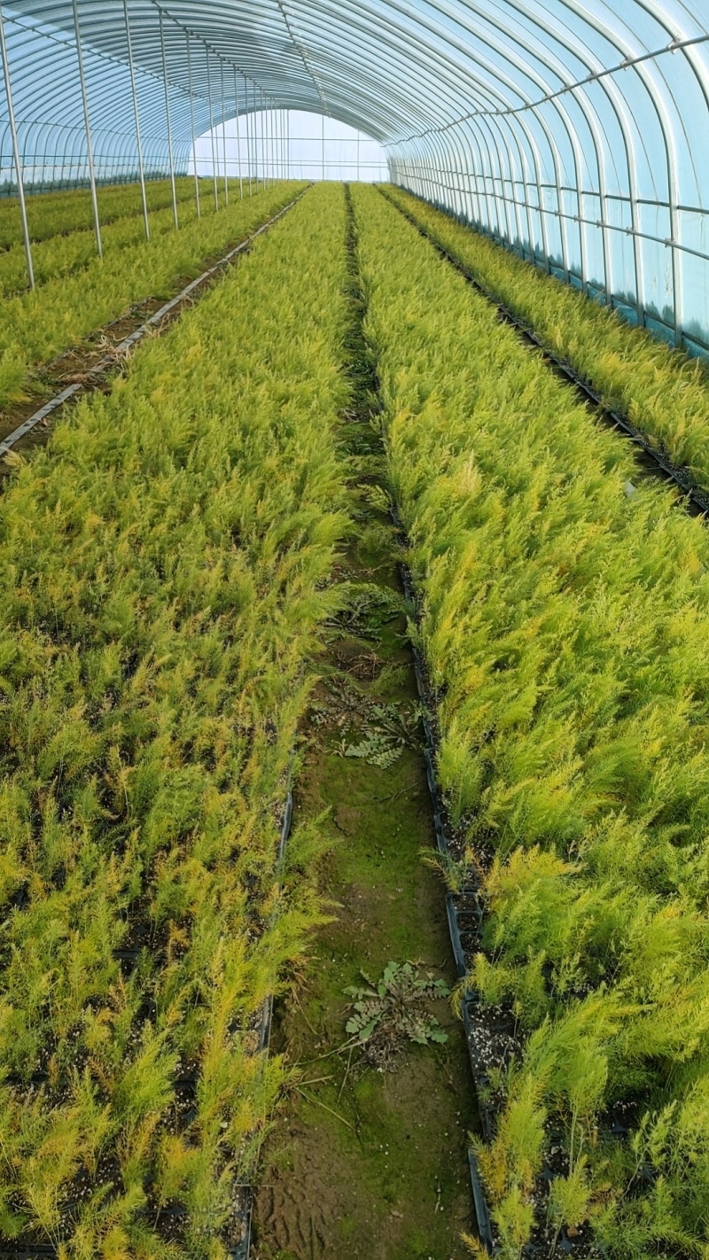 【芦笋苗】基地供货根系发达成活率高品种优质电联采购