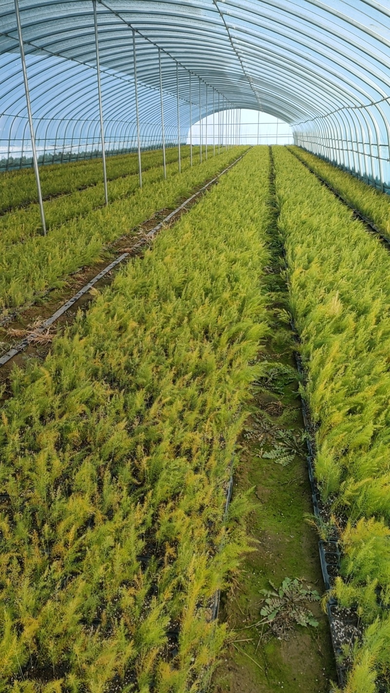 【芦笋苗】基地供货根系发达成活率高品种优质电联采购