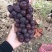 【热销】巨峰葡萄大量现货量大从优价格优惠欢迎电话