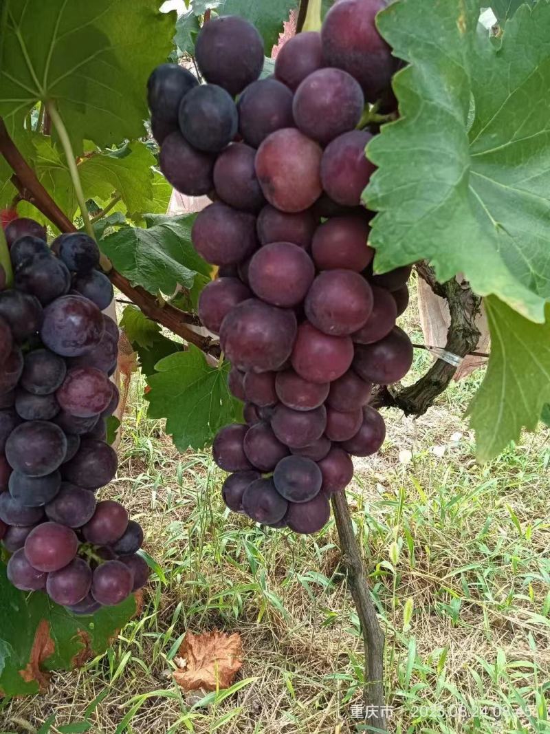 【热销】巨峰葡萄大量现货量大从优价格优惠欢迎电话