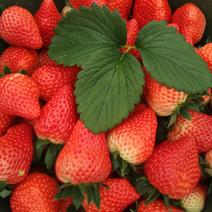 河南精美红颜草莓，大棚种植，货源充足，欢迎来电咨询